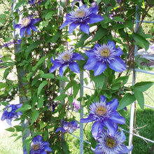 Load image into Gallery viewer, Clematis 'Multi Blue'