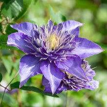 Load image into Gallery viewer, Clematis 'Multi Blue'