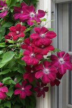 Load image into Gallery viewer, Clematis 'Red Cardinal'