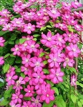 Load image into Gallery viewer, Clematis 'Ville de Lyon'