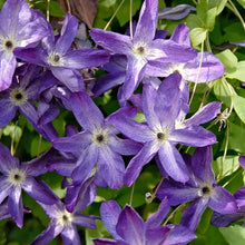 Load image into Gallery viewer, Clematis 'Venosa Violacea'