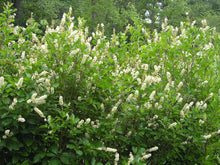 Load image into Gallery viewer, Clethra alnifolia (Sweet Pepperbush)
