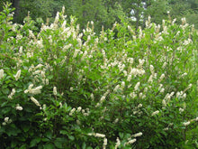 Load image into Gallery viewer, Clethra alnifolia (Sweet Pepperbush)