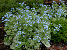 Load image into Gallery viewer, Brunnera 'Jack Frost'