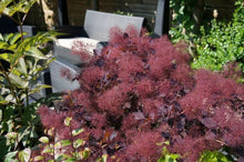 Load image into Gallery viewer, Cotinus 'Dusky Maiden' (Smoke Bush)