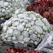 Load image into Gallery viewer, Sempervivum 'Arctic White'