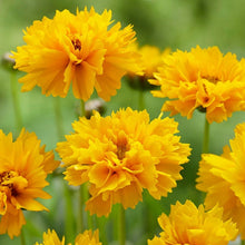 Load image into Gallery viewer, Coreopsis 'Early Sunrise'