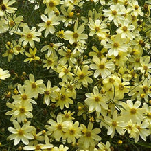 Load image into Gallery viewer, Coreopsis 'Moonbeam'