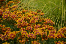 Load image into Gallery viewer, Coreopsis Li'l Bang™ 'Daybreak'