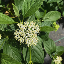 Load image into Gallery viewer, Cornus 'Arctic Fire Yellow'