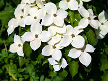 Load image into Gallery viewer, Kousa Flowering Dogwood