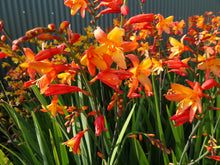Load image into Gallery viewer, Crocosmia 'Orange Pekoe'