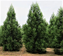 Load image into Gallery viewer, Cryptomeria 'Radicans' (Japanese Cedar)