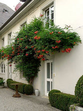 Load image into Gallery viewer, Campsis 'Flamenco' (Trumpet Vine)