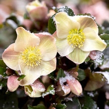 Load image into Gallery viewer, Helleborus 'Cinnamon Snow'