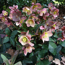 Load image into Gallery viewer, Helleborus Gold Collection® 'Merlin'