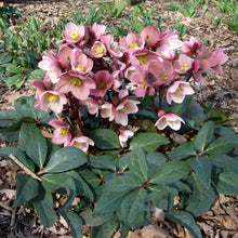 Load image into Gallery viewer, Helleborus Gold Collection® 'Pink Frost'