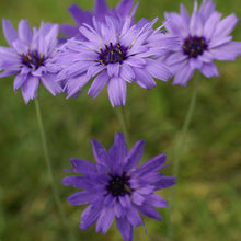 Load image into Gallery viewer, Catananche caerulea