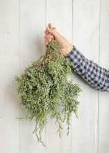 Load image into Gallery viewer, Blue Berried Juniper Bunch