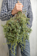 Load image into Gallery viewer, Blue Berried Juniper Bunch