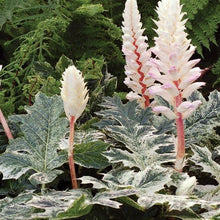 Load image into Gallery viewer, Acanthus 'Whitewater'