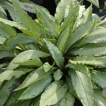 Load image into Gallery viewer, Pulmonaria 'Silver Bouquet'