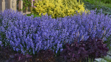 Load image into Gallery viewer, Nepeta 'Purrsian Blue'