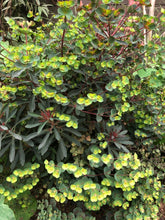 Load image into Gallery viewer, Euphorbia 'Miner's Merlot'