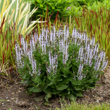 Load image into Gallery viewer, Salvia 'Bumblesky'