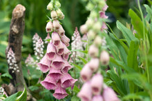 Load image into Gallery viewer, Foxglove mertonensis