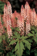 Load image into Gallery viewer, Tiarella 'Pink Skyrocket'