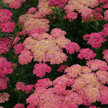 Load image into Gallery viewer, Achillea 'Sassy Summer Taffy'