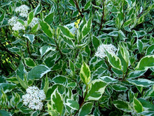 Load image into Gallery viewer, Cornus 'Ivory Halo'