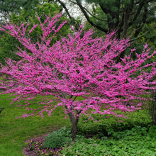 Load image into Gallery viewer, Eastern Redbud
