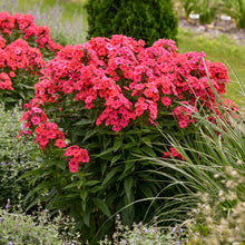 Load image into Gallery viewer, Phlox 'Sunset Coral'