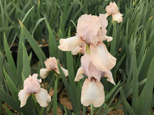 Load image into Gallery viewer, German Iris 'Precious Little Pink'