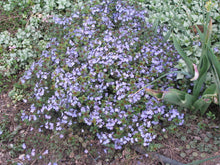 Load image into Gallery viewer, Veronica 'Waterperry Blue'