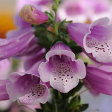 Load image into Gallery viewer, Foxglove 'Dalmation Rose'