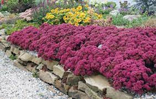 Load image into Gallery viewer, Sedum SunSparkler® 'Dazzleberry'