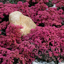 Load image into Gallery viewer, Sedum SunSparkler® 'Dazzleberry'