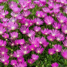 Load image into Gallery viewer, Delosperma cooperi