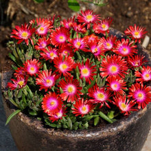 Load image into Gallery viewer, Delosperma 'Jewel of Desert Garnet'
