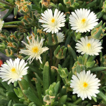 Load image into Gallery viewer, Delosperma 'Jewel of Desert Moon Stone'