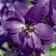 Load image into Gallery viewer, Delphinium Pacific Giant 'Black Knight'