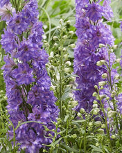 Load image into Gallery viewer, Delphinium Delgenius™ 'Breezin''