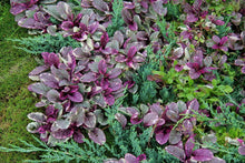 Load image into Gallery viewer, Ajuga 'Burgundy Glow'