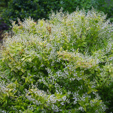 Load image into Gallery viewer, Deutzia 'Chardonnay Pearls'