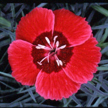 Load image into Gallery viewer, Dianthus 'Eastern Star'