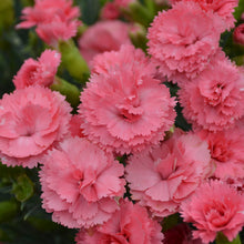 Load image into Gallery viewer, Dianthus 'Fruit Punch® Classic Coral'
