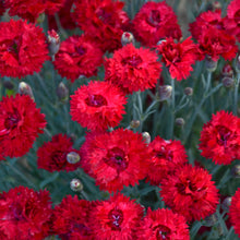 Load image into Gallery viewer, Dianthus 'Fruit Punch® Maraschino'